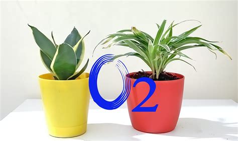 indoor plants that produce the most oxygen